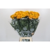 Tagetes Marigold Promise Orange