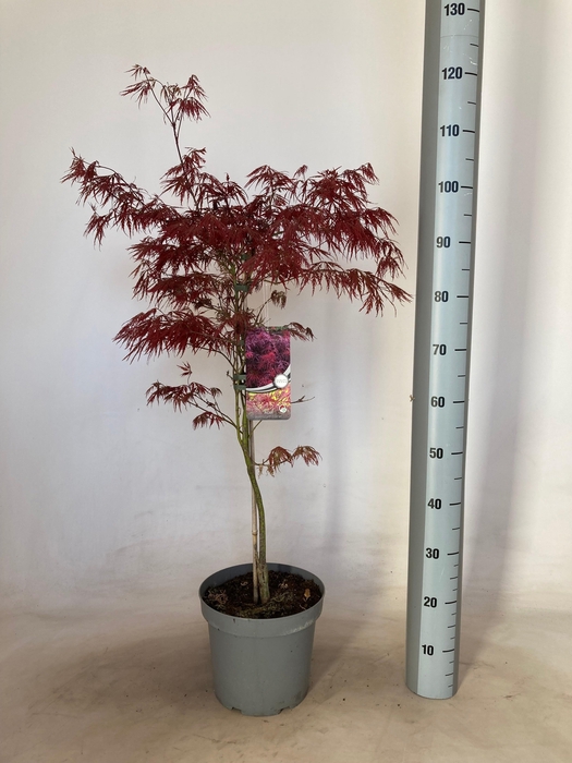 <h4>ACER PA GARNET</h4>