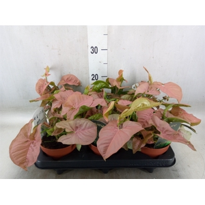 Syngonium podop.