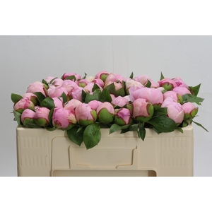 Paeonia Angel Cheeks