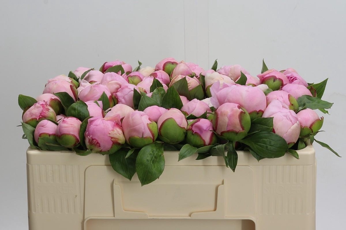 <h4>Paeonia Angel Cheeks</h4>