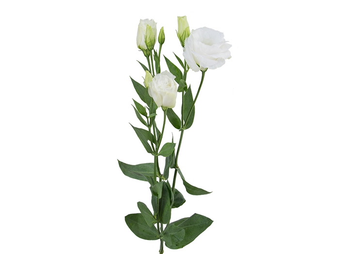 <h4>LISIANTHUS JULIA PRINCESS SNOW 060 CM MIN 500 GRAMAS BRANCO</h4>