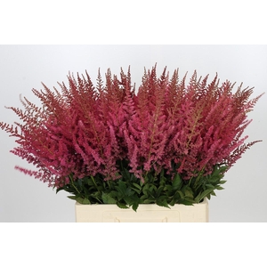 Astilbe Ar Else Schluck
