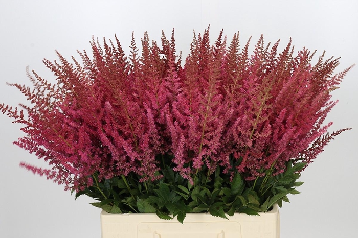 <h4>Astilbe Ar Else Schluck</h4>