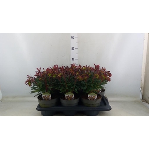 Euphorbia amygdaloides 'Purpurea'