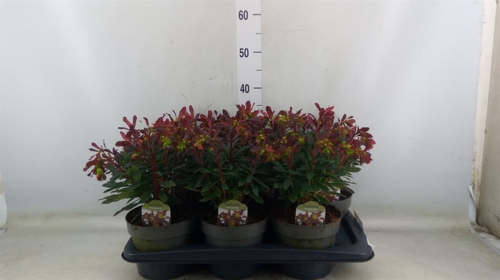 <h4>Euphorbia amygdaloides 'Purpurea'</h4>