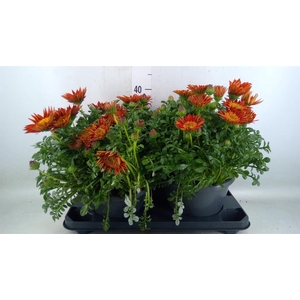 Gazania splen. 'Gelbe Jupiter'