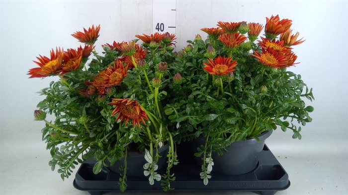 <h4>Gazania splen. 'Gelbe Jupiter'</h4>