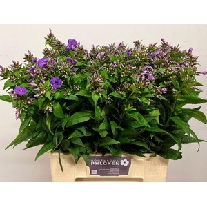 Phlox P Crissy