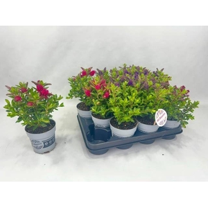HEBE ALL BLOOMS GEM