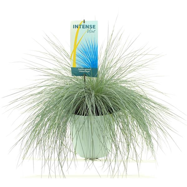 <h4>Festuca glauca Intense Blue®</h4>
