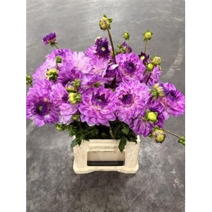 Dahlia Ov Lila Wiit