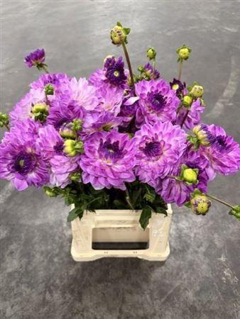 <h4>Dahlia Ov Lila Wiit</h4>