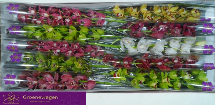 <h4>Cymb Mi Gem</h4>