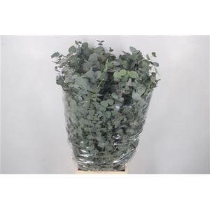 Euca Cinerea Per Bunch Extra