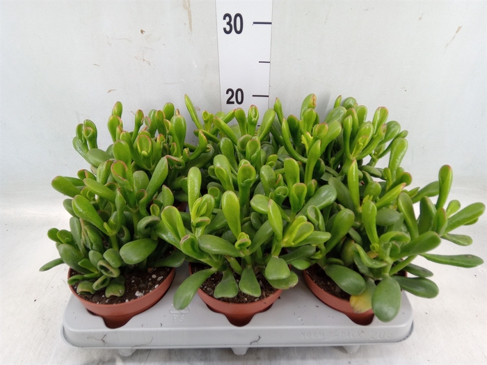 <h4>Crassula ovata 'Horn Tree'</h4>