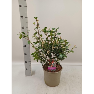 ILEX MES BLUE MAID