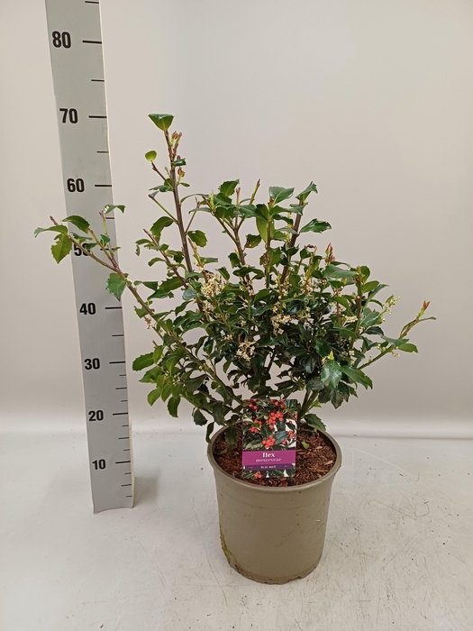 <h4>ILEX MES BLUE MAID</h4>