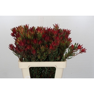 Leucadendron Blush Spray