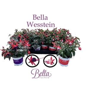 Bella Fuchsia Gemengd Staand