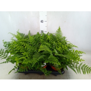 Asplenium parvati