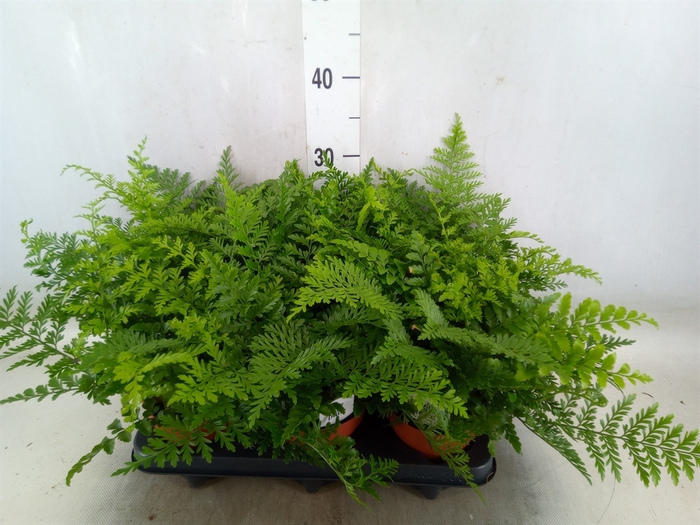 <h4>Asplenium parvati</h4>