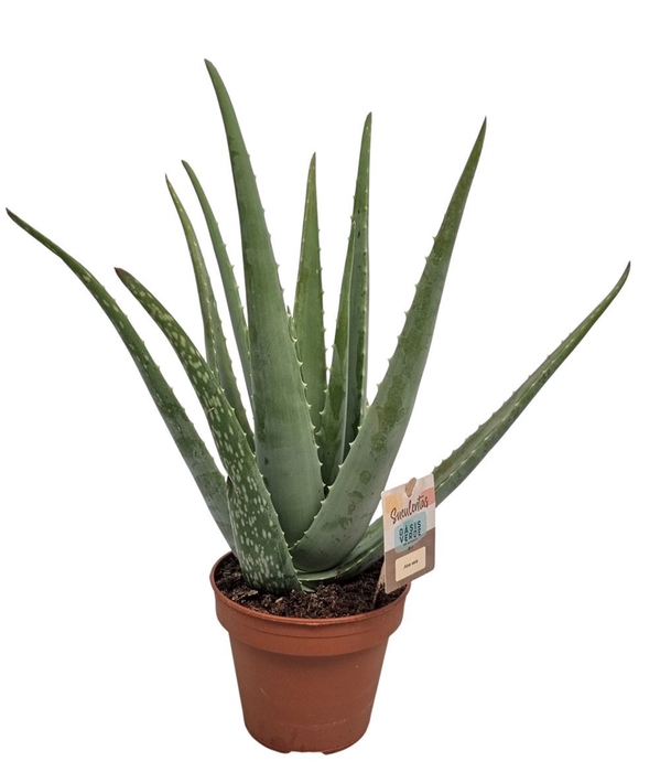 <h4>ALOE VERA</h4>