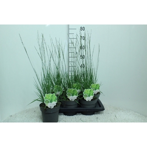Molinia caerulea