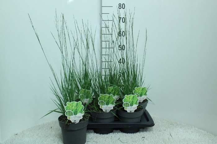 <h4>Molinia caerulea</h4>