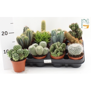 CACTUS GEM