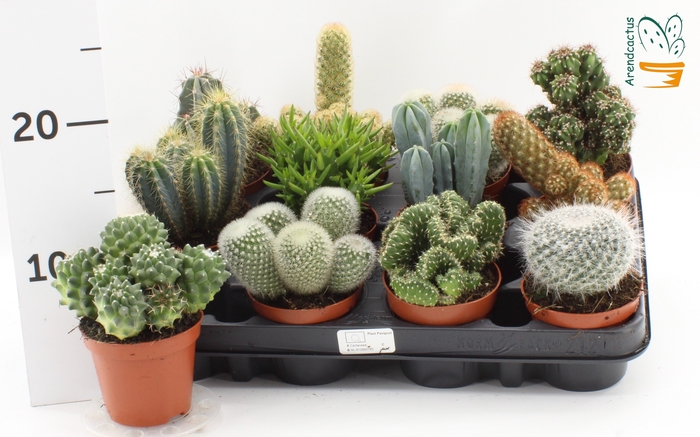<h4>CACTUS GEM</h4>