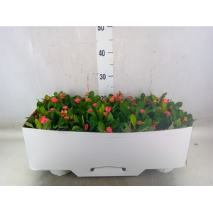 Euphorbia milii 'Hestia'