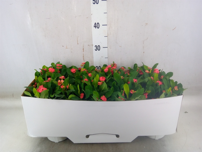<h4>Euphorbia milii 'Hestia'</h4>