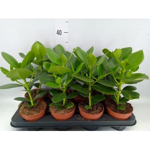 Clusia rosea 'Princess'