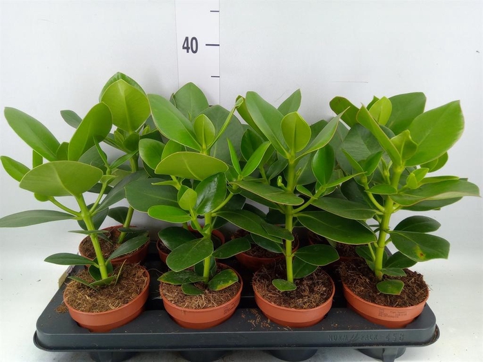 Clusia rosea 'Princess'