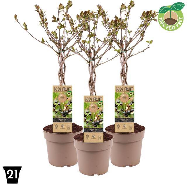 <h4>Aronia melanocarpa</h4>