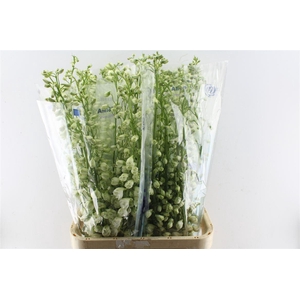 Delph El Guard White