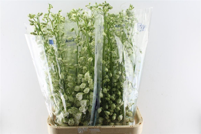 <h4>Delph El Guard White</h4>