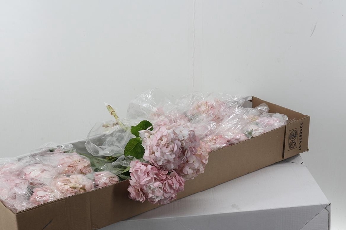 <h4>Hydr Perla Rosa Box</h4>