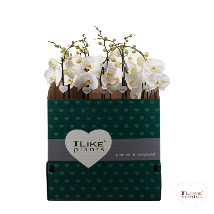 <h4>Phalaenopsis   ...white</h4>