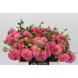 Dahlia Doris Duke