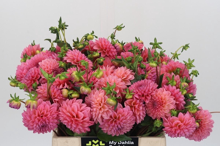 <h4>Dahlia Doris Duke</h4>