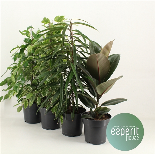 <h4>Ficus Ficuss Mix 3-4 srt.</h4>