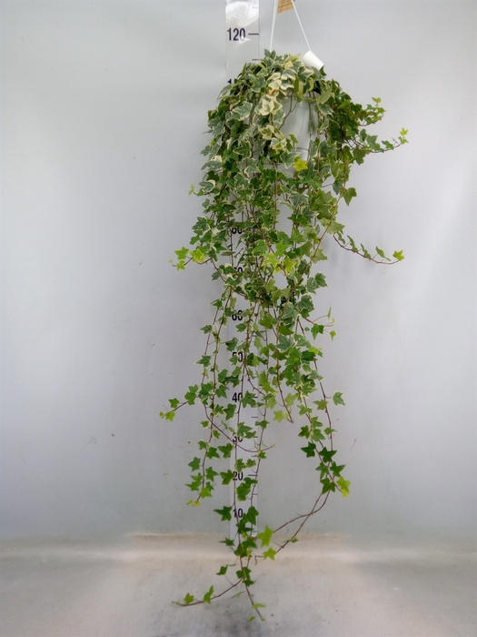 <h4>Hedera helix 'Eva'</h4>