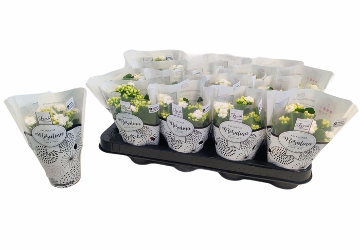 <h4>Kalanchoe blossfeldiana Rosalina Do</h4>