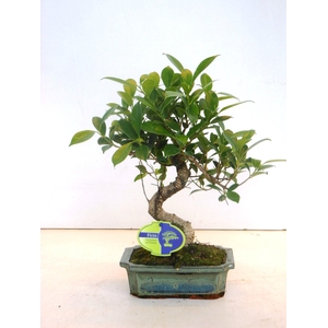 Ficus retusa, 20cm., shape, without drip tray