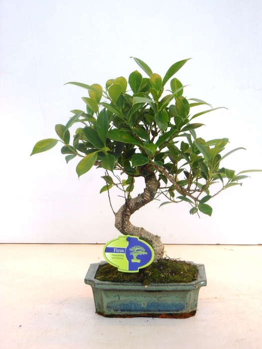 <h4>Ficus retusa, 20cm., shape, without drip tray</h4>