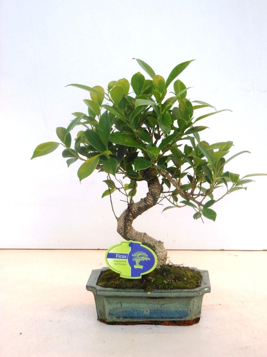 <h4>Ficus retusa, 20cm., shape, without drip tray</h4>