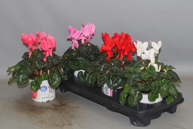 <h4>CYCL GR SUP XL</h4>