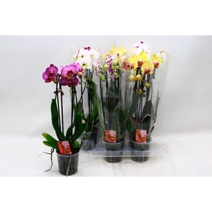 PHAL EL CASCADE